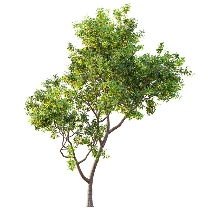 ntal charm. - Image 5