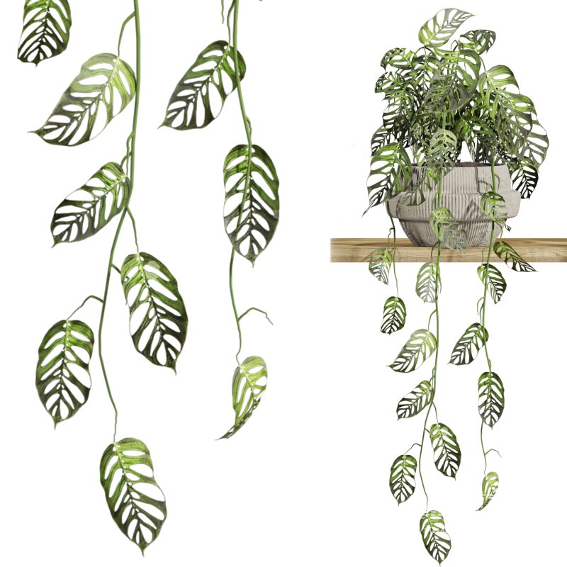 plants on shelf - Image 2