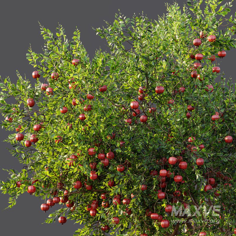 ntal and productive garden designs. - Image 14