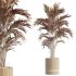 AV Indoor Plants Set 296 Japandi Ficus Dracaena Marginata and Areca Cat Reed Palm - Thumbnail 7
