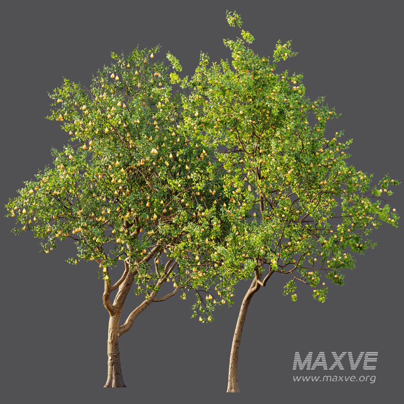 AV Fruit Trees Pear Pyrus Communis Red and Armeniaca Vulgaris Prunus - Image 7