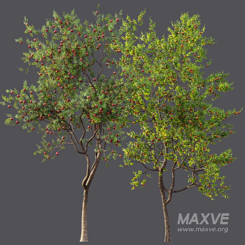 AV Fruit Trees Diospyros Kaki Persimmon and Malus Pumila Apple Red - Image 10