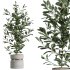 AV Indoor Plants Set 287 Lemon Ficus Laurel Aspidistra Cast iron - Thumbnail 5