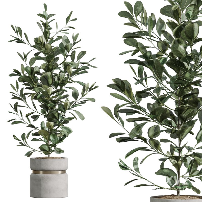 AV Indoor Plants Set 287 Lemon Ficus Laurel Aspidistra Cast iron - Image 5