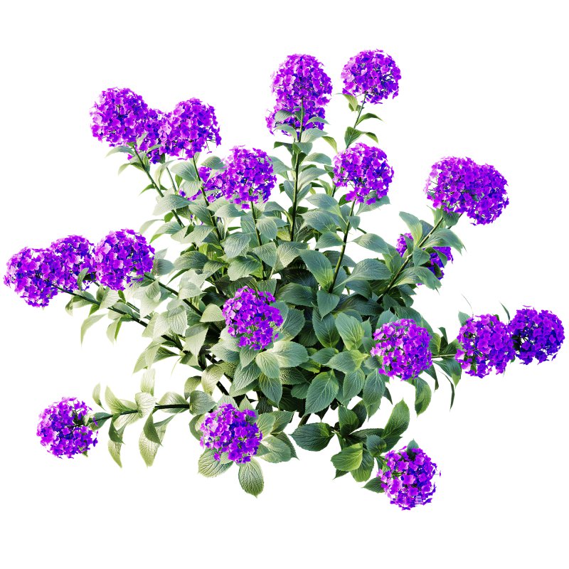 ntal appeal. Known as the “Garden Gate” hydrangea, this species is celebrated for its large spherical flower heads that bloom in a range of colors—white, blue, pink, purple, and yellow—making it one of the most versatile flowering shrubs for landscaping and decorative design. Its broad, glossy green leaves and abundant floral clusters bring a sense of freshness, romance, and elegance to both exterior gardens and indoor visualizations. Meticulously modeled with 4K textures, the asset ensures botanical accuracy, realistic shading, and excellent performance for high-quality renders. - Image 3