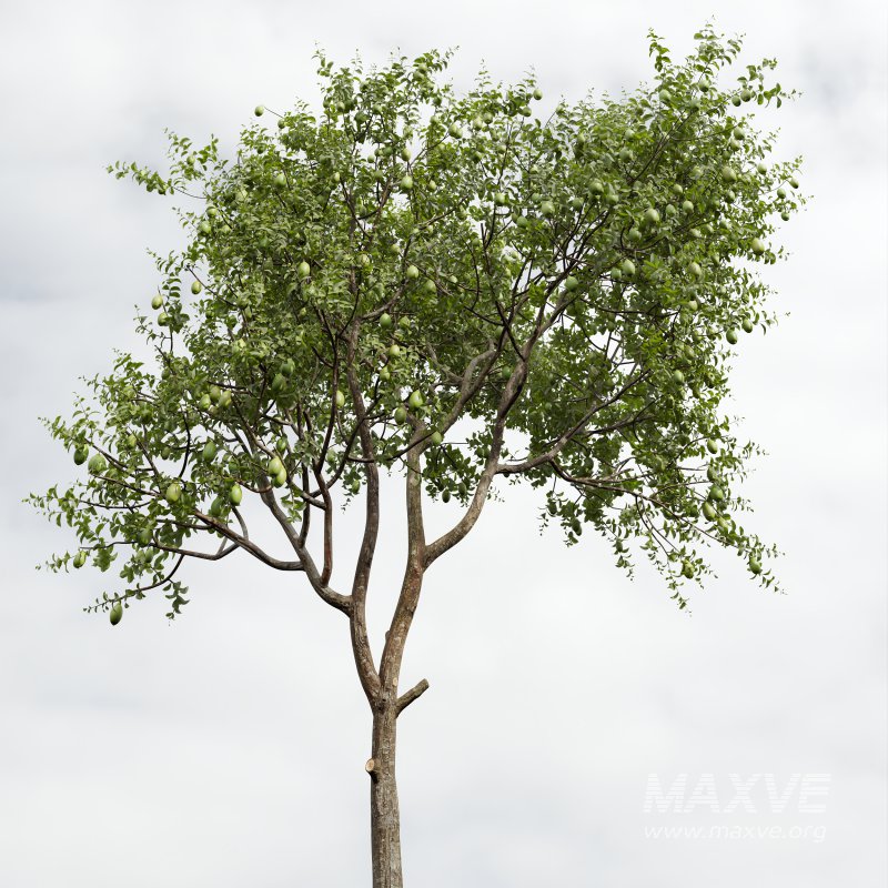 AV Fruit Trees Citrus Meyer Lemon Orange and Citrus Meyer Lemon - Image 4