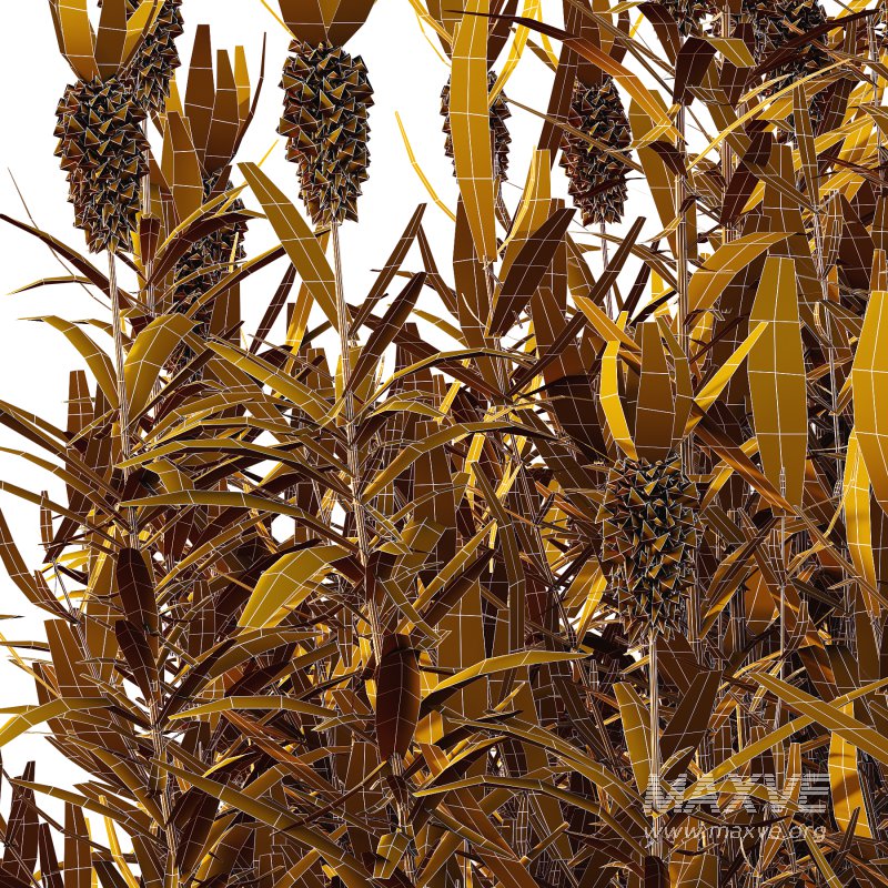 plant bush Flower Lavandula Stoechas 03 - Image 7