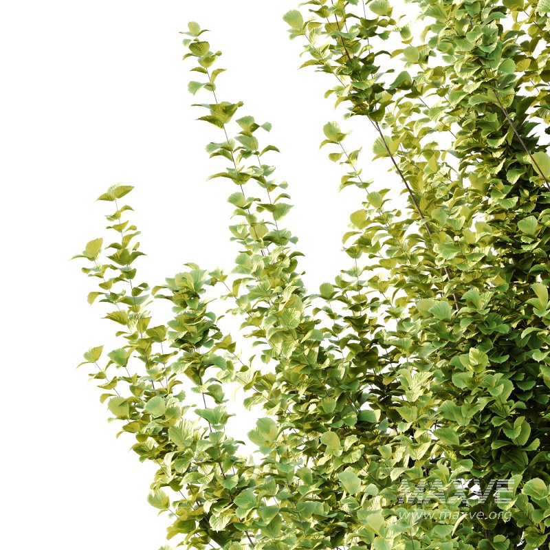 fagus sylvatica tree 05 - Image 2