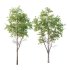 fagus sylvatica Tree 01 - Thumbnail 3