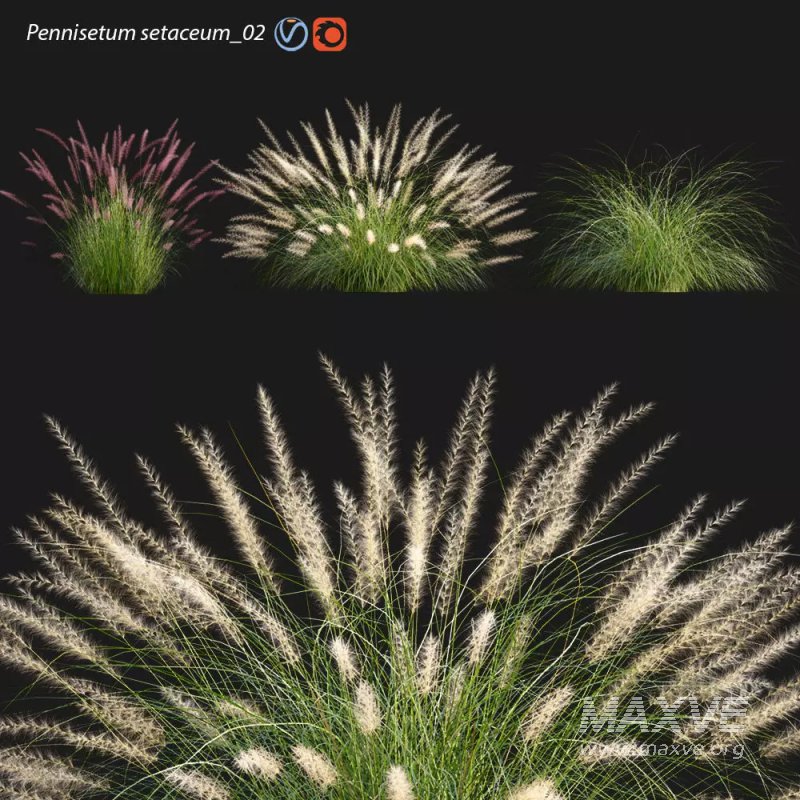 Pennisetum setaceum_02 - Image 1