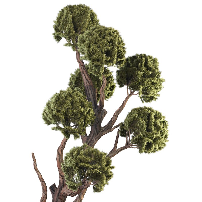 Topiary Ball Tree - Image 2