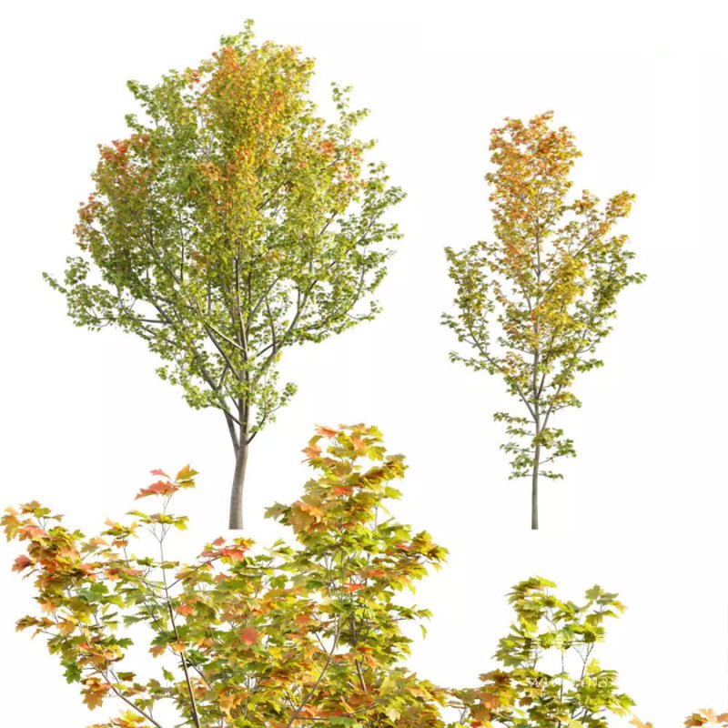 Acer circinatum | Vine Maple 01 - Image 1