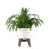 Fern Plant Set - Thumbnail 5