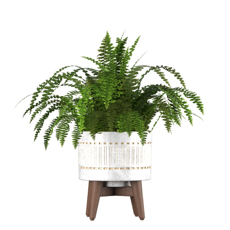 Fern Plant Set - Image 5