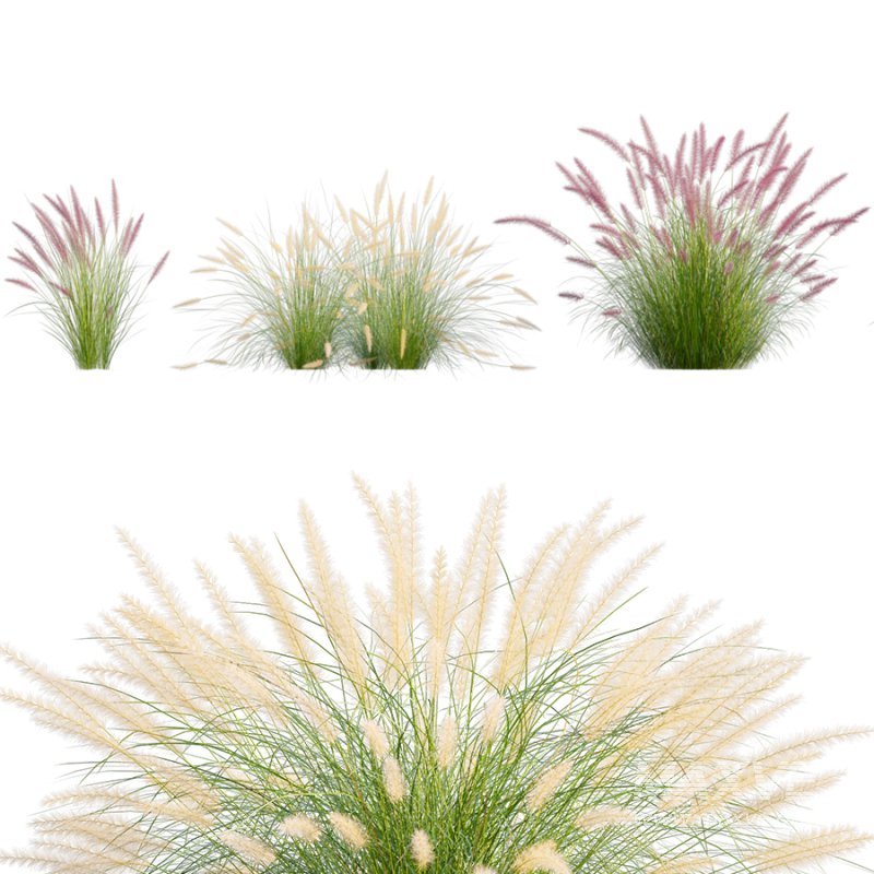 Pennisetum setaceum_01 - Image 2