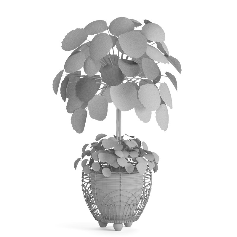 Indoor Plant Pilea in basket pot - Image 5