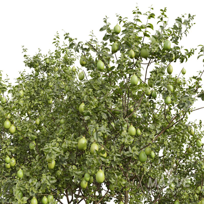 AV Fruit Trees Citrus Meyer Lemon Orange and Citrus Meyer Lemon - Image 1