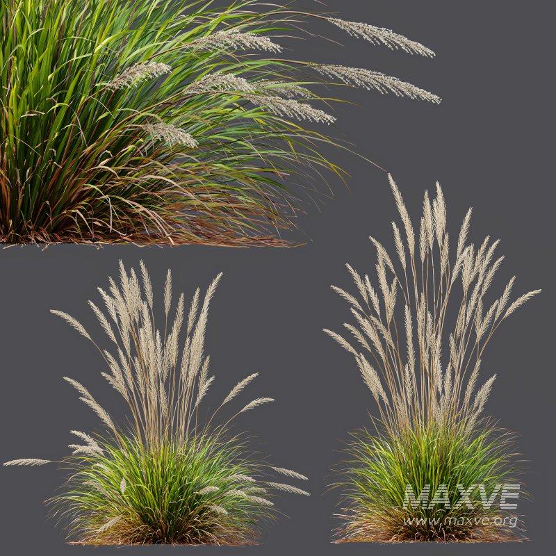 ntal grass hybrid that brings vertical elegance to any garden or architectural visualization. Originally cultivated in Germany and widely popularized across Europe and North America, this perennial grass features upright, feather-like plumes and narrow green blades that shift to golden hues in late summer. Its architectural form, graceful sway in the wind, and low-maintenance nature make it a favorite among designers looking to evoke movement, rhythm, and a naturalistic softness in modern landscapes. - Image 6