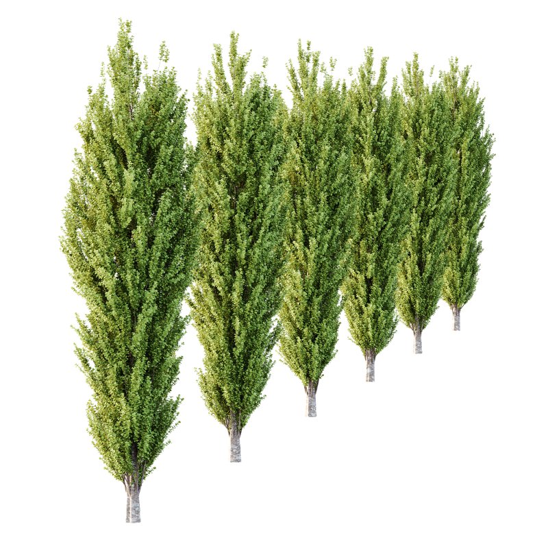 fagus sylvatica tree 14 - Image 2