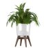 Fern Plant Set - Thumbnail 8