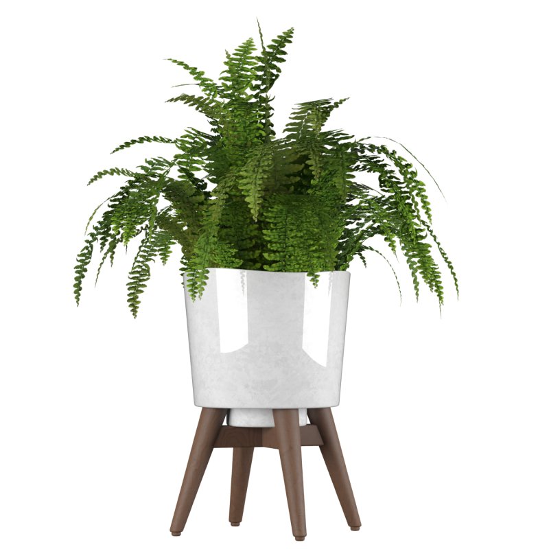 Fern Plant Set - Image 8