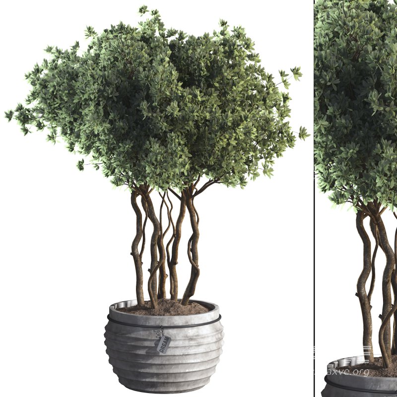 Indoor Plant 07 - Image 1