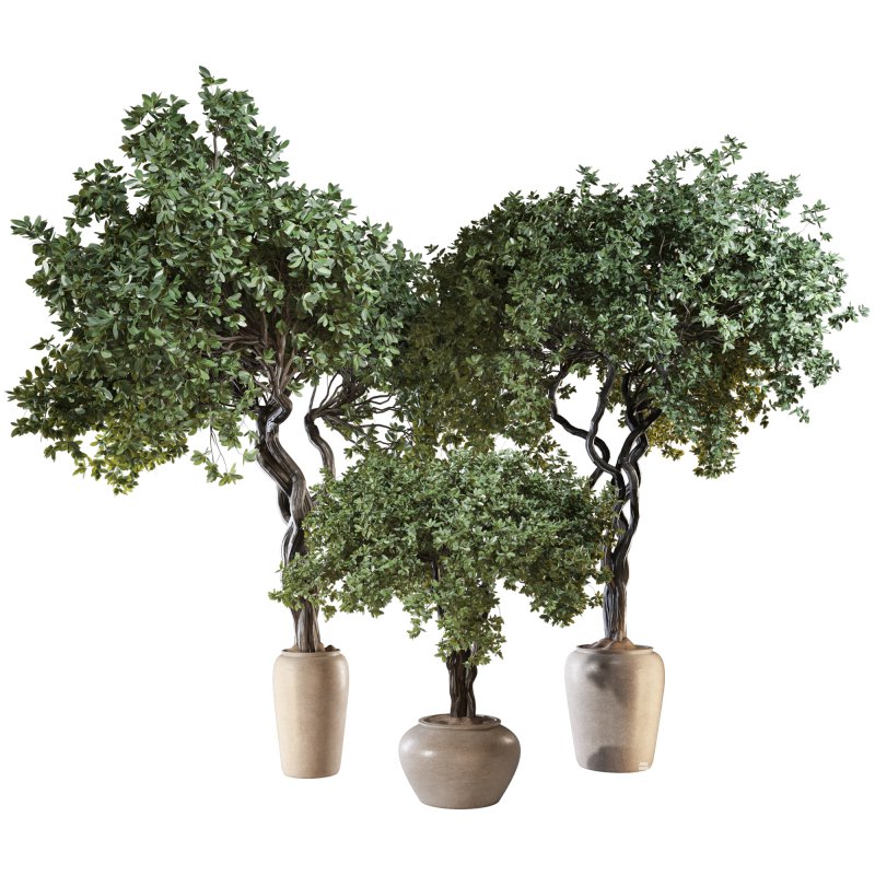 Indoor Plant Set 04 - Image 1