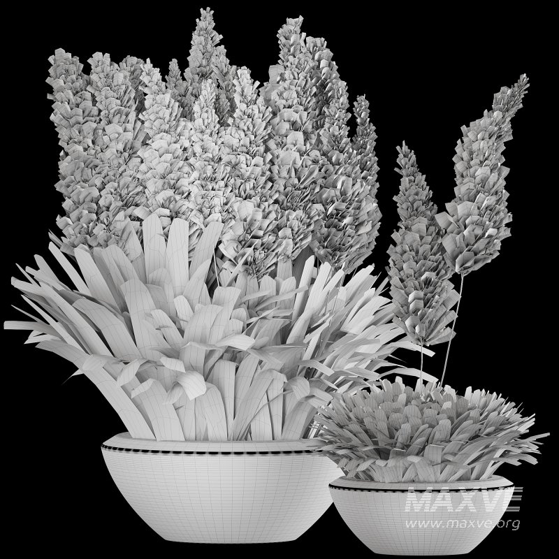Pampas and Grass in Pot - Image 4