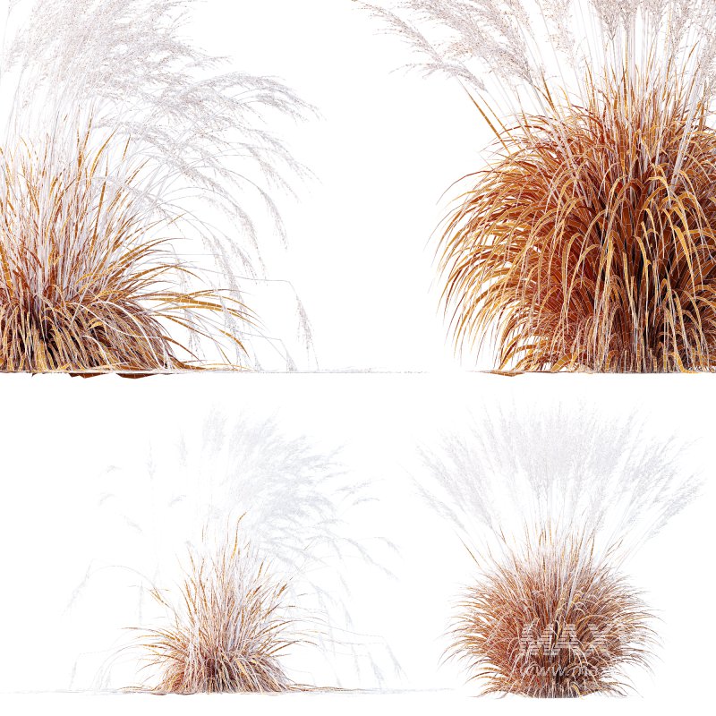 ntal species native to the moorlands and meadows of Europe. - Image 6