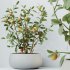 AV Indoor Plants Set 290 Fruit Bonsai China Orange Tree and Banana Strelitzia Nicolai and Arbequina Olive - Thumbnail 2
