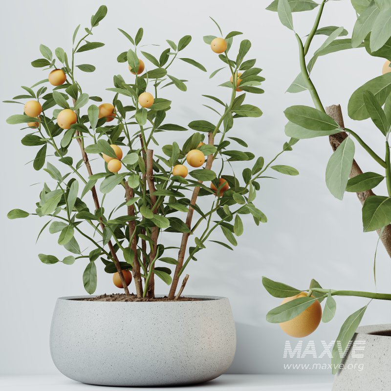 AV Indoor Plants Set 290 Fruit Bonsai China Orange Tree and Banana Strelitzia Nicolai and Arbequina Olive - Image 2