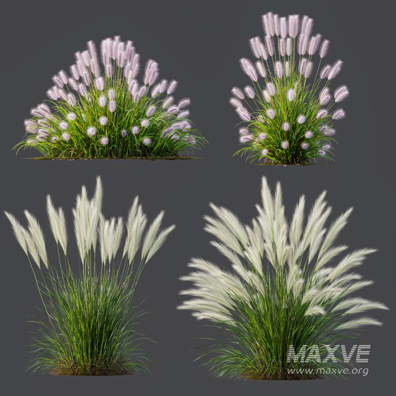 AV Pennisetum Alopecuroides Lampenputzergrass and Nassella Tenuissima Grasses - Image 6