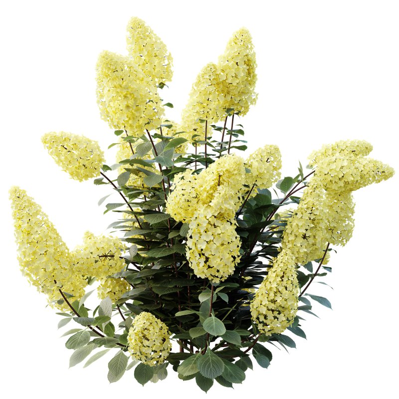 ntal shrub native to East Asia. It is admired for its large conical flower clusters that bloom from summer into autumn, shifting from creamy white to shades of pink, red, and purple as the season progresses. With its lush green foliage and vibrant seasonal transformation, this species is a favorite in decorative landscaping and architectural gardens. - Image 2