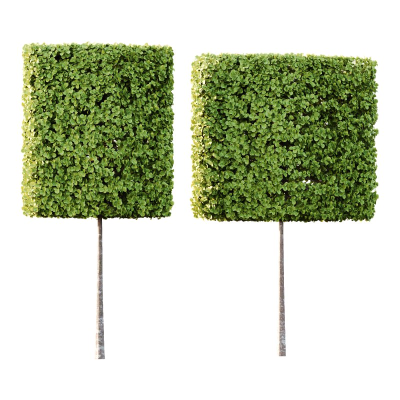 fagus sylvatica tree 16 - Image 4