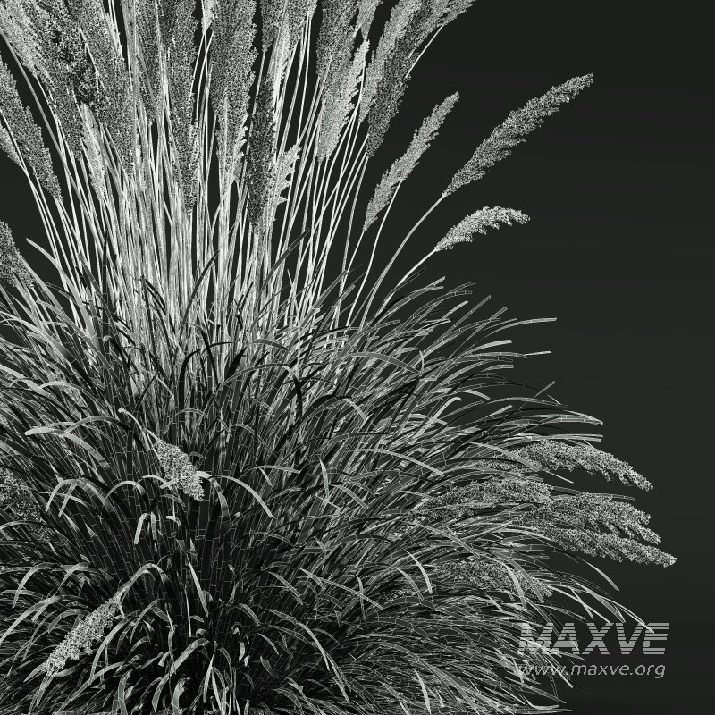 ntal grass hybrid that brings vertical elegance to any garden or architectural visualization. Originally cultivated in Germany and widely popularized across Europe and North America, this perennial grass features upright, feather-like plumes and narrow green blades that shift to golden hues in late summer. Its architectural form, graceful sway in the wind, and low-maintenance nature make it a favorite among designers looking to evoke movement, rhythm, and a naturalistic softness in modern landscapes. - Image 12