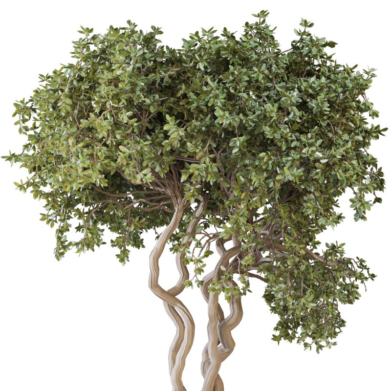 Indoor Plant Set 03 - Image 4