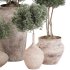 Outdoor Tree Collection in pot 01 - Thumbnail 5