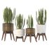 Sansevieria Plant Set - Thumbnail 11