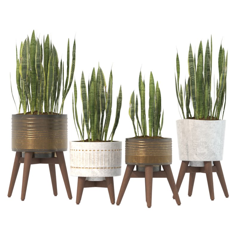 Sansevieria Plant Set - Image 11