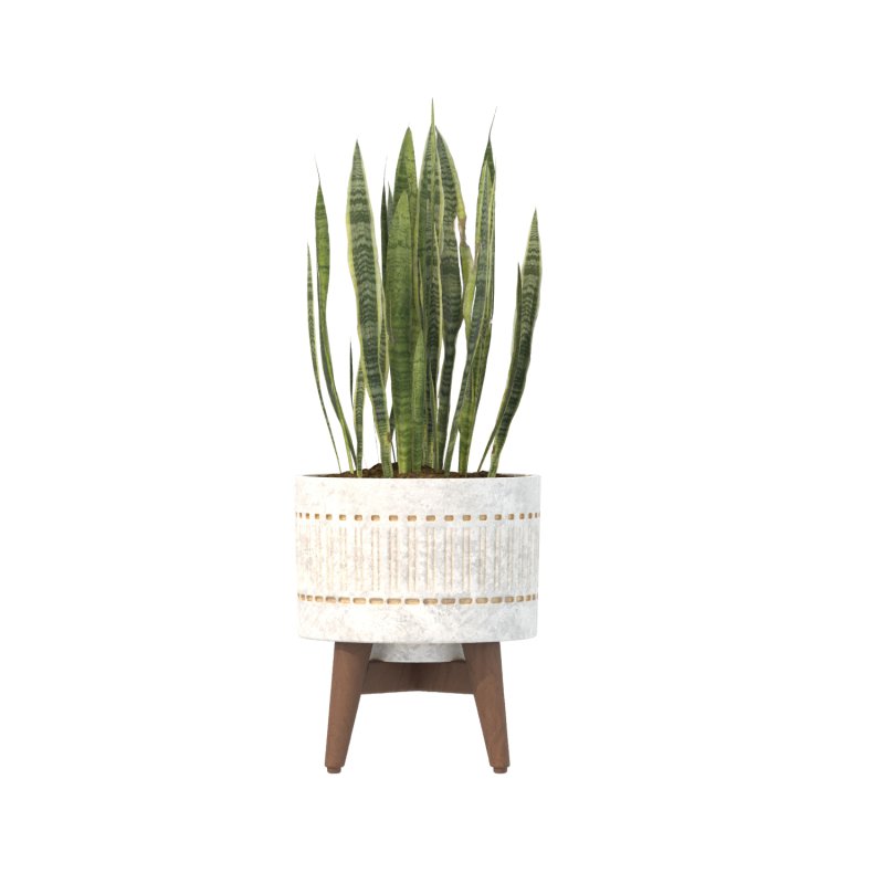 Sansevieria Plant Set - Image 8