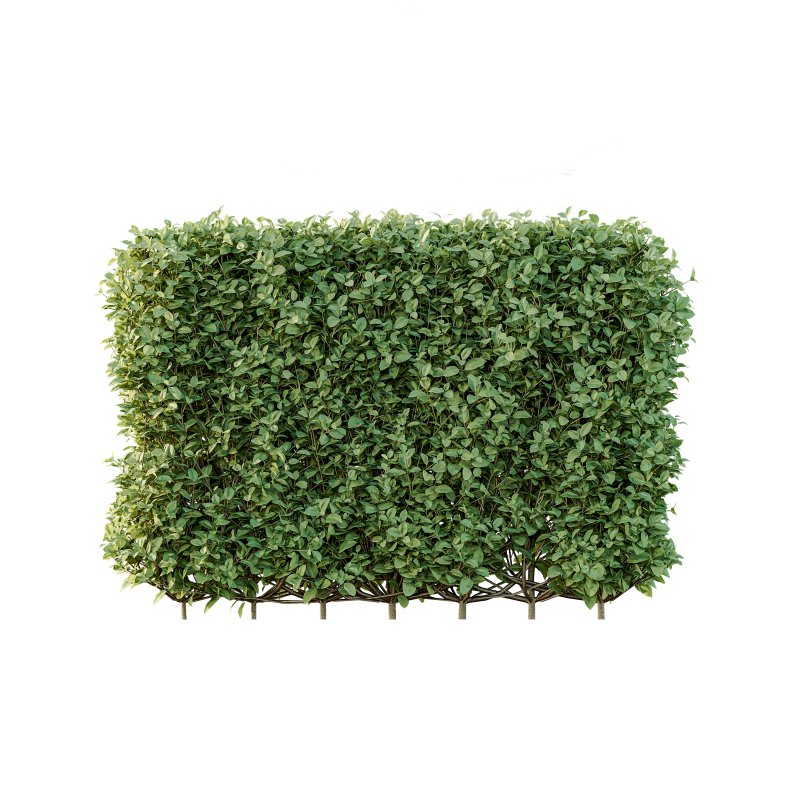 ntal topiary work. Its ability to withstand pollution and frequent trimming makes it a popular solution for urban landscapes and structured green spaces. - Image 5