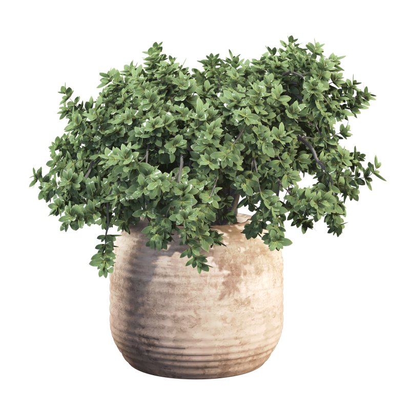 Outdoor Bush Collection in Pot 08 - Image 6