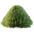 Juniperus scopulorum Tree 02 - Thumbnail 3