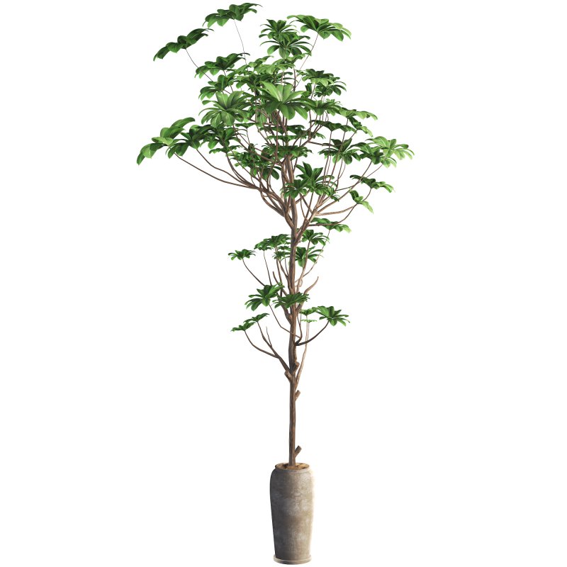 indoor plant 010 - Image 3