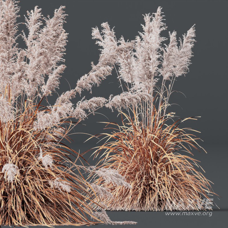 ntal grasses: Cortaderia Selloana (Pampas Grass) and Nassella Tenuissima (Mexican Feather Grass). With their graceful, airy plumes and gently arched green blades, these models are ideal for naturalistic landscapes, boho gardens, wild gardens, or accent planting. - Image 9