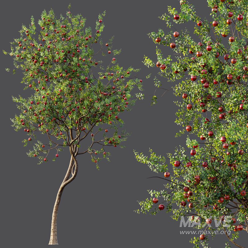 AV Fruit Trees Diospyros Kaki Persimmon and Malus Pumila Apple Red - Image 9