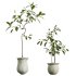 AV Indoor Plants Set 307 Mission Olive and Japandi Ficus Dracaena Marginata - Thumbnail 1
