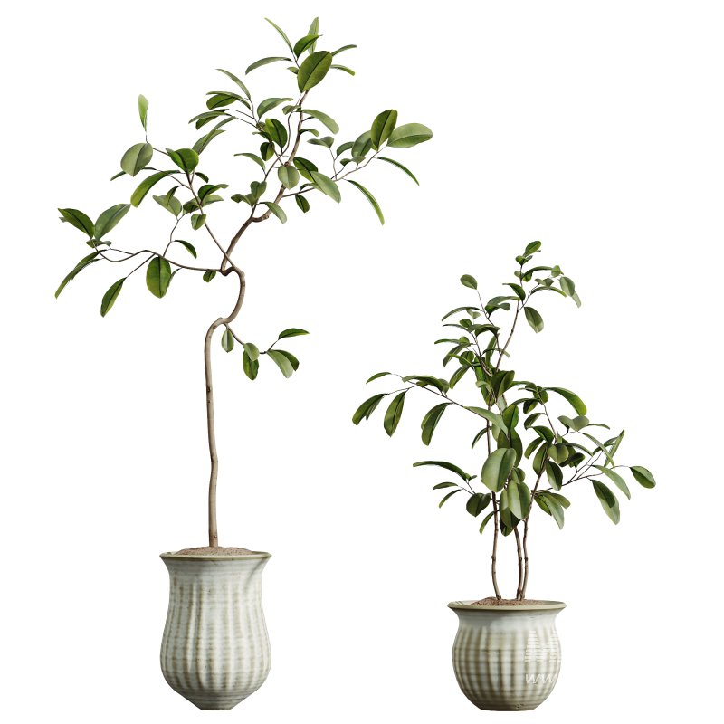 AV Indoor Plants Set 307 Mission Olive and Japandi Ficus Dracaena Marginata - Image 1