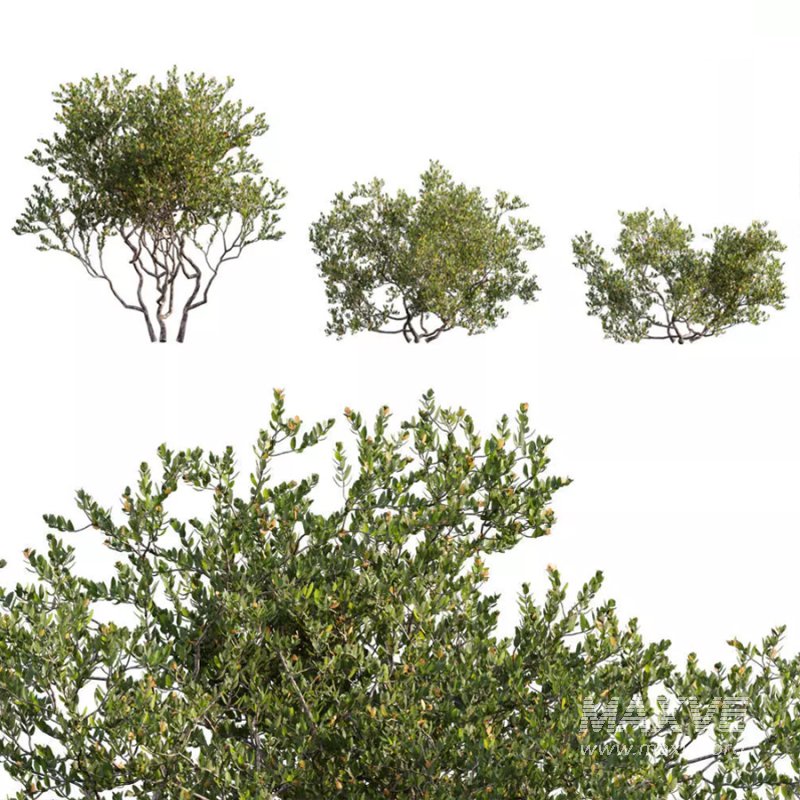 Diospyros ferrea_02 - Image 1