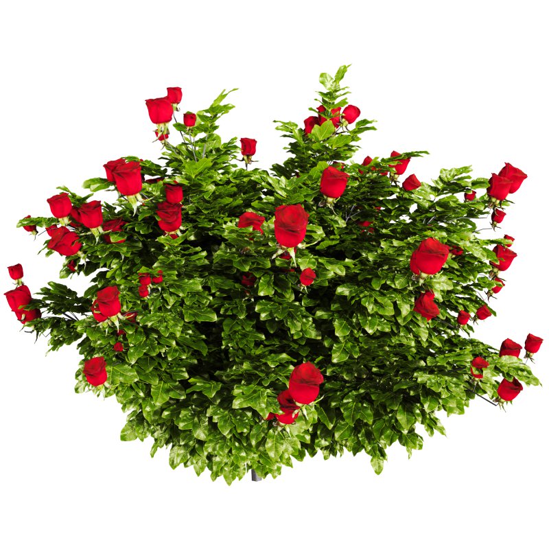 Rose Plant Set 015 - Image 3